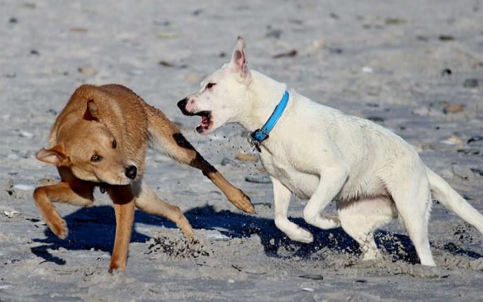 Dream Meaning of A Dog Biting You