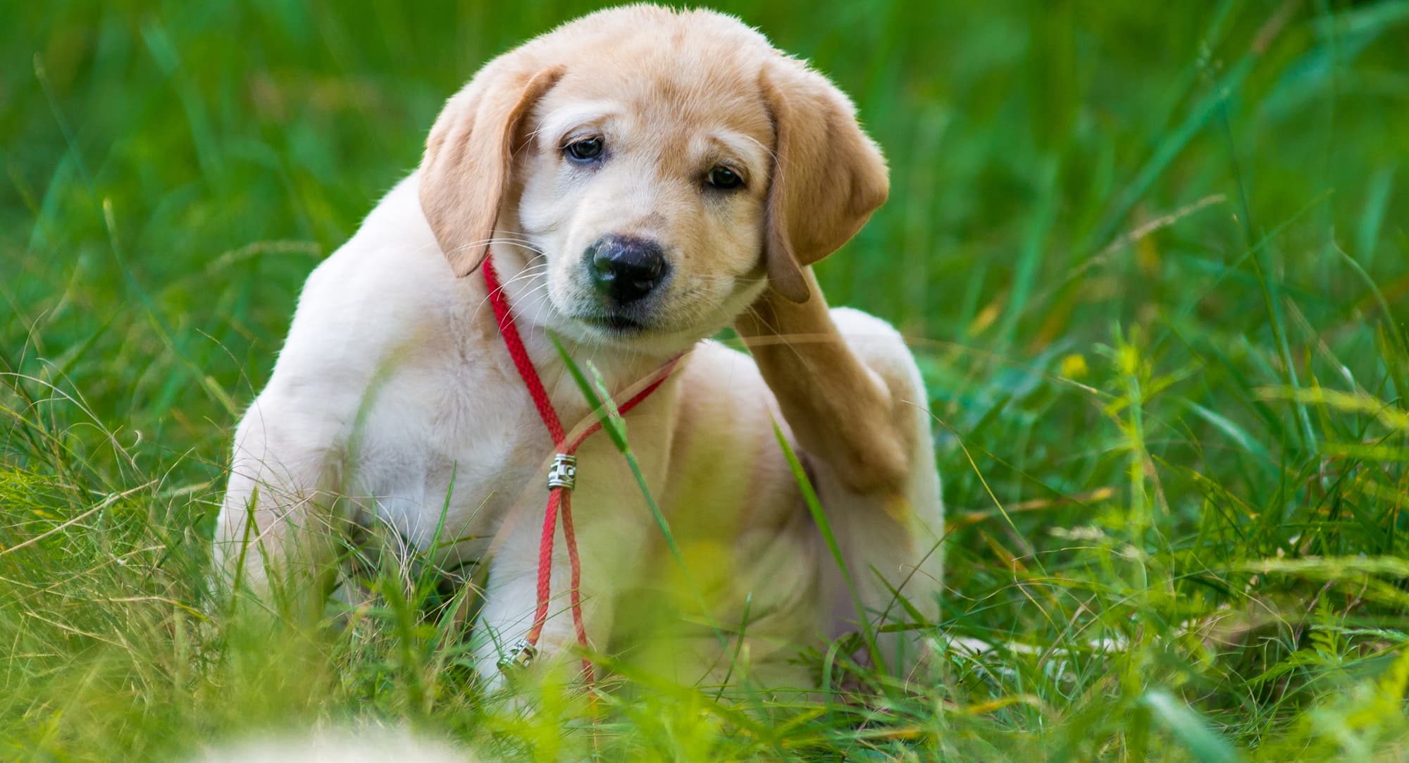 Dream Meaning of A Dog With Fleas