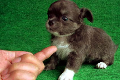 Dream Meaning of 14 puppies