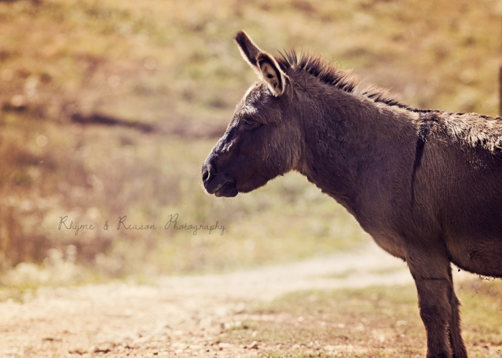 Dream Meaning of A Donkey