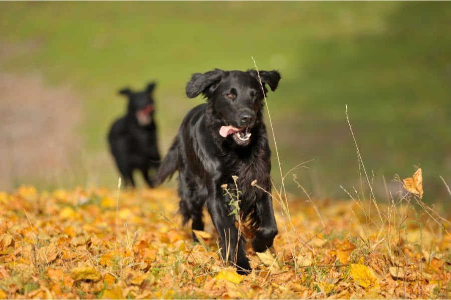 Dream Meaning of A Dog Chasing Me