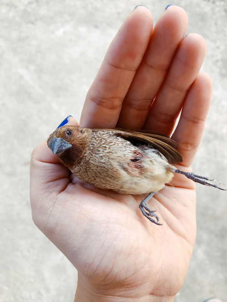 Dream Meaning of Bird Hitting Window