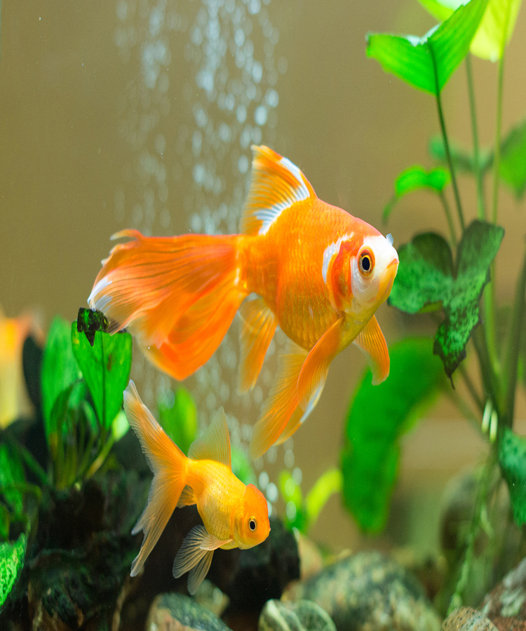 Dream Meaning of A Fish Tank