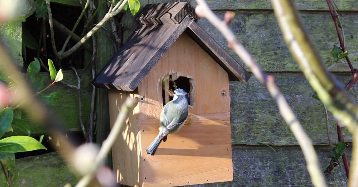 Dream Meaning of Bird In House