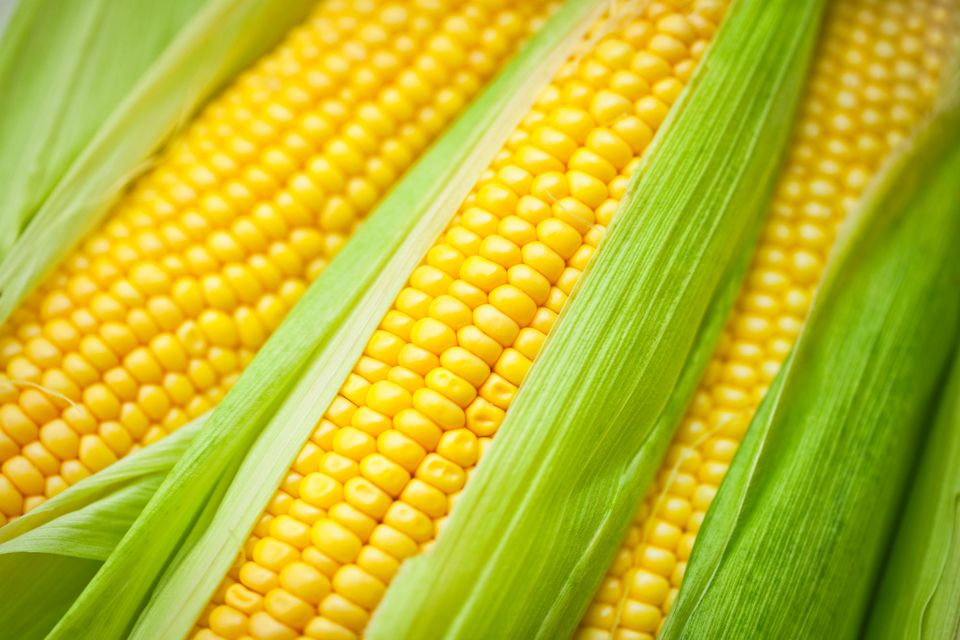 Dream Meaning of Corn