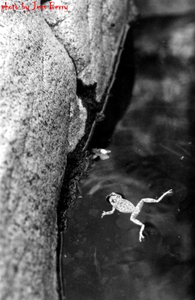 Dream Meaning of A Frog