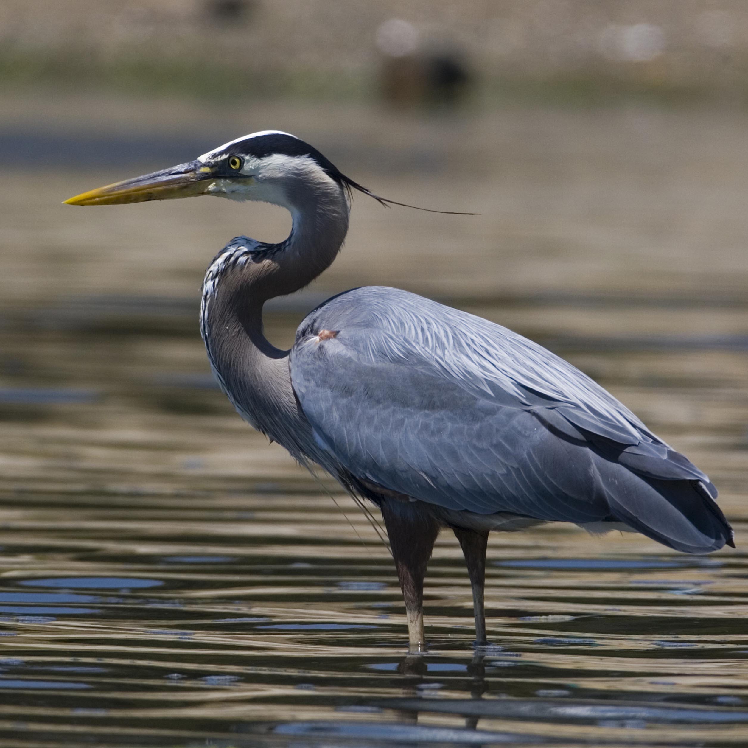 Dream Meaning of Blue Heron