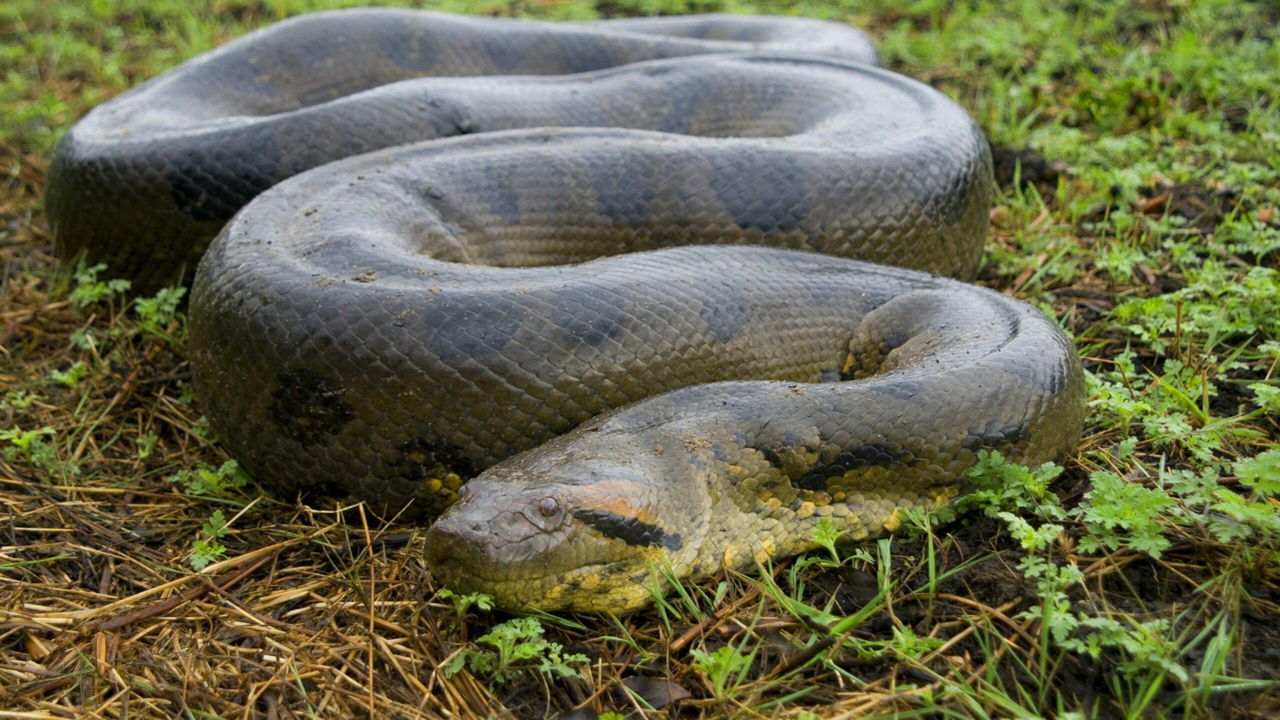 Dream Meaning of Anaconda