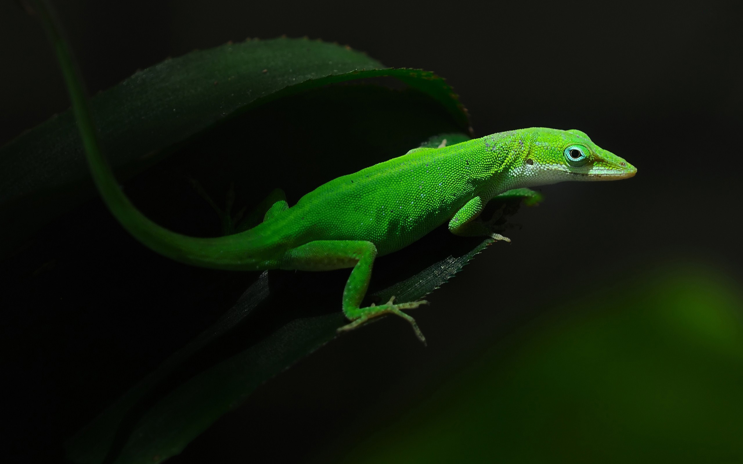 Dream Meaning of A Green Lizard