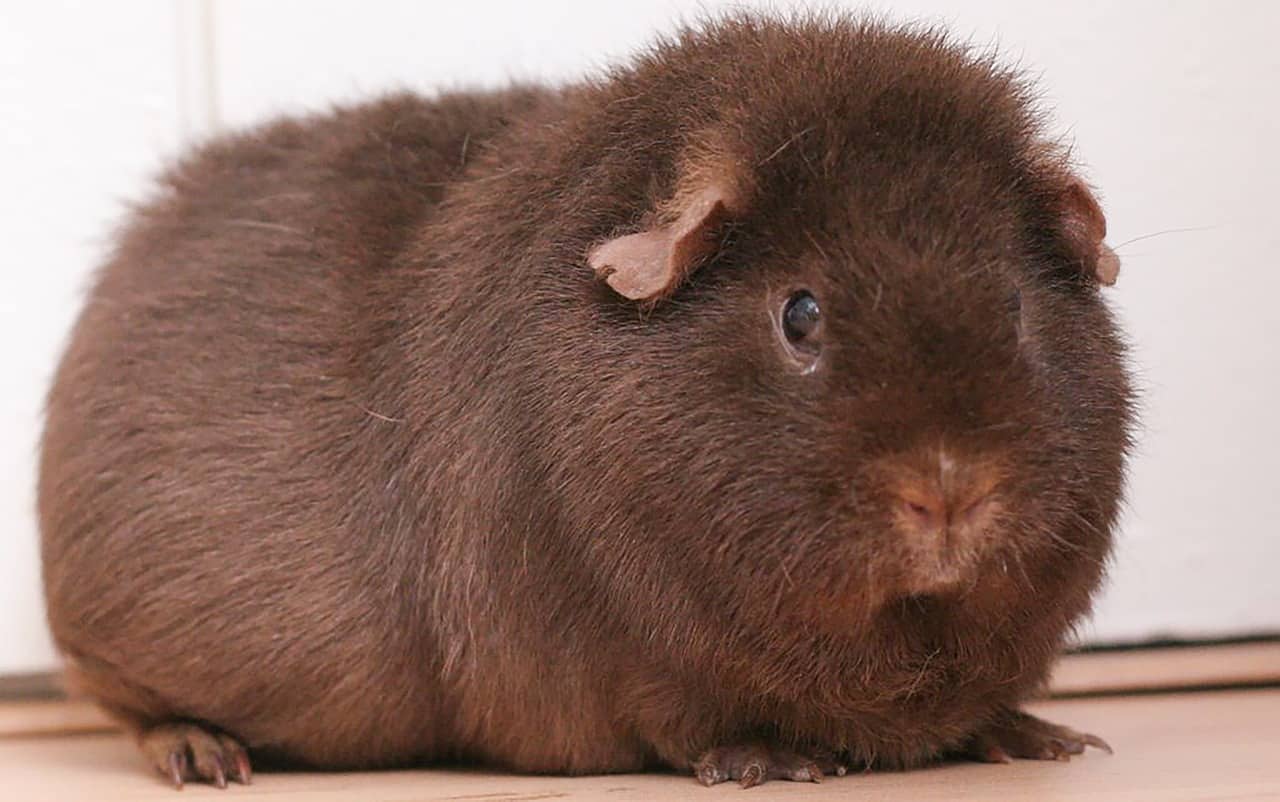 Dream Meaning of A Guinea Pig