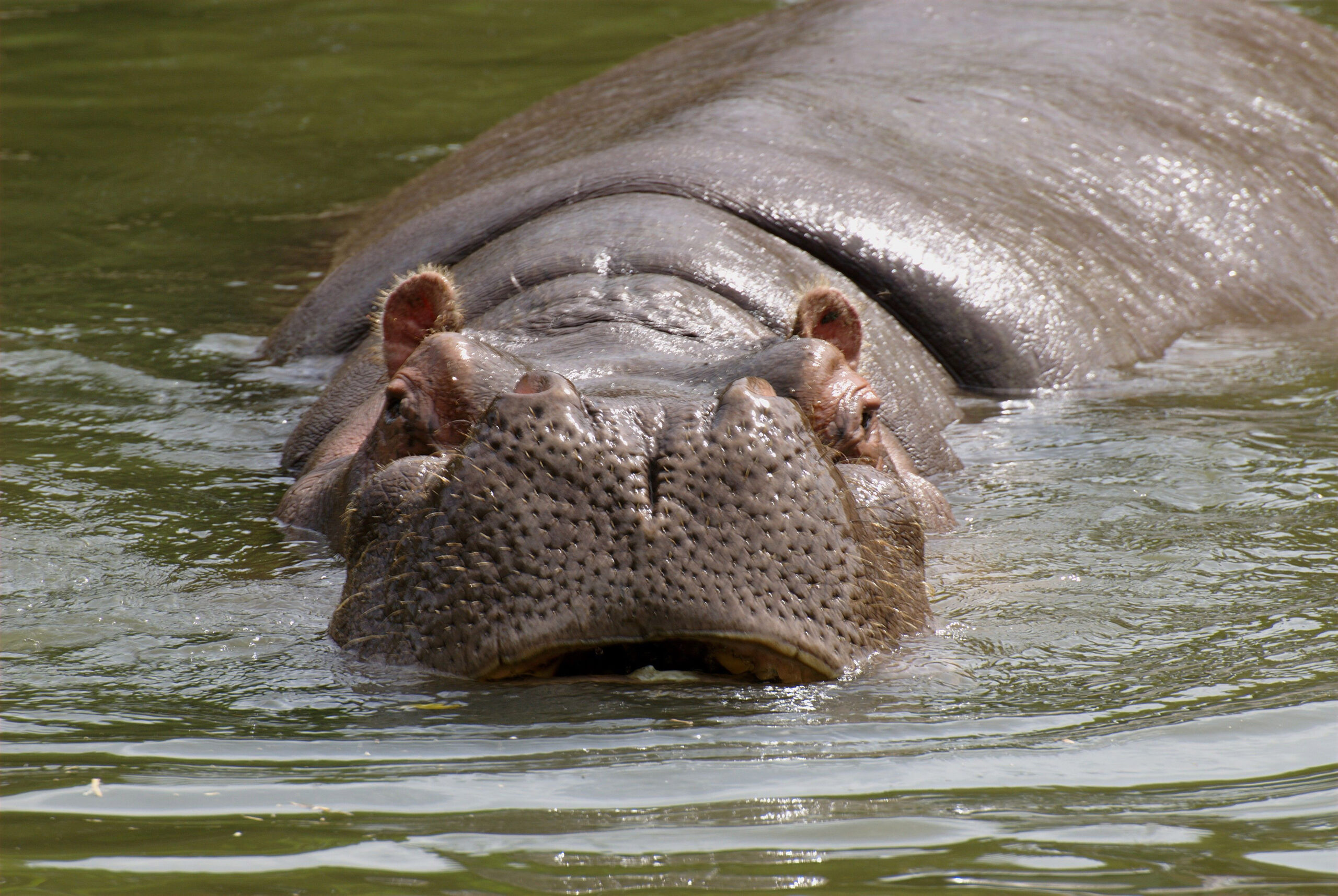 Dream Meaning of A Hippopotamus
