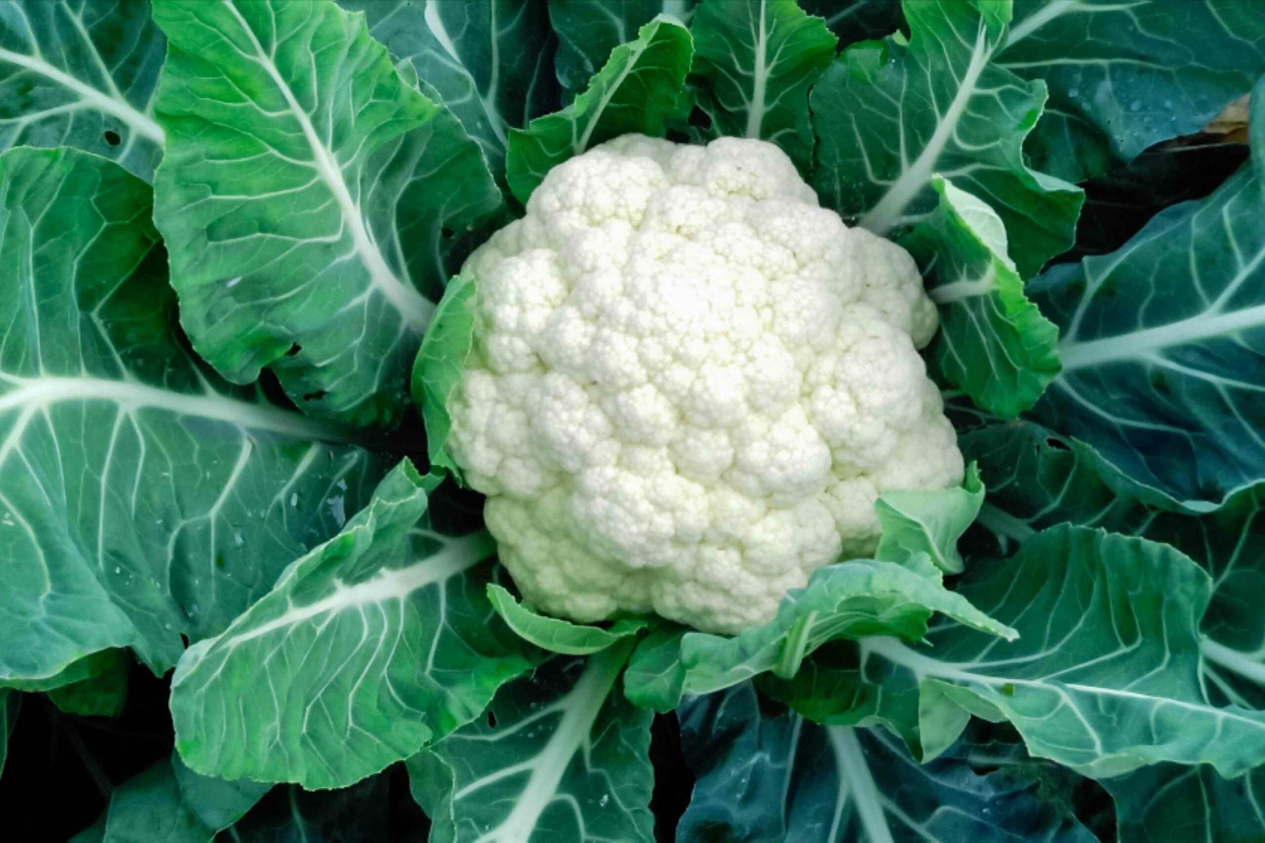 Dream Meaning of Cauliflower