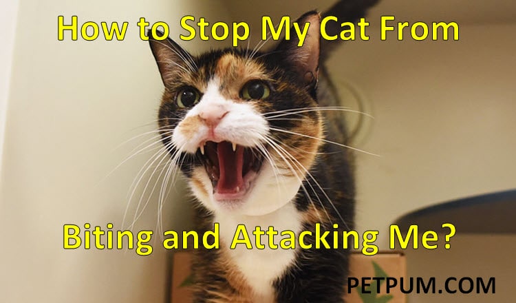 Dream Meaning of Cat Attacking Me