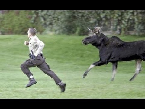 Dream Meaning of Cow Chasing You