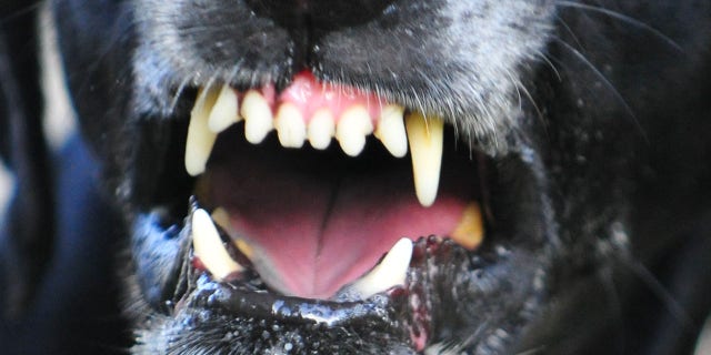 Dream Meaning of 3 dogs attacking you