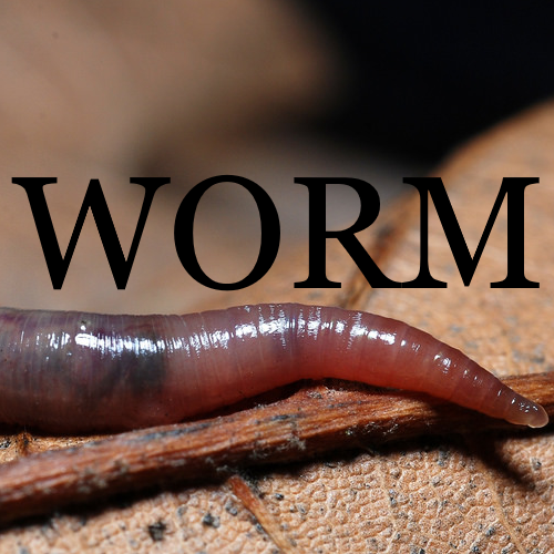 Dream Meaning of A Worm