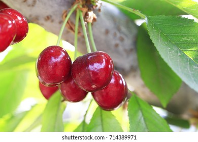 Dream Meaning of A Large Cherry