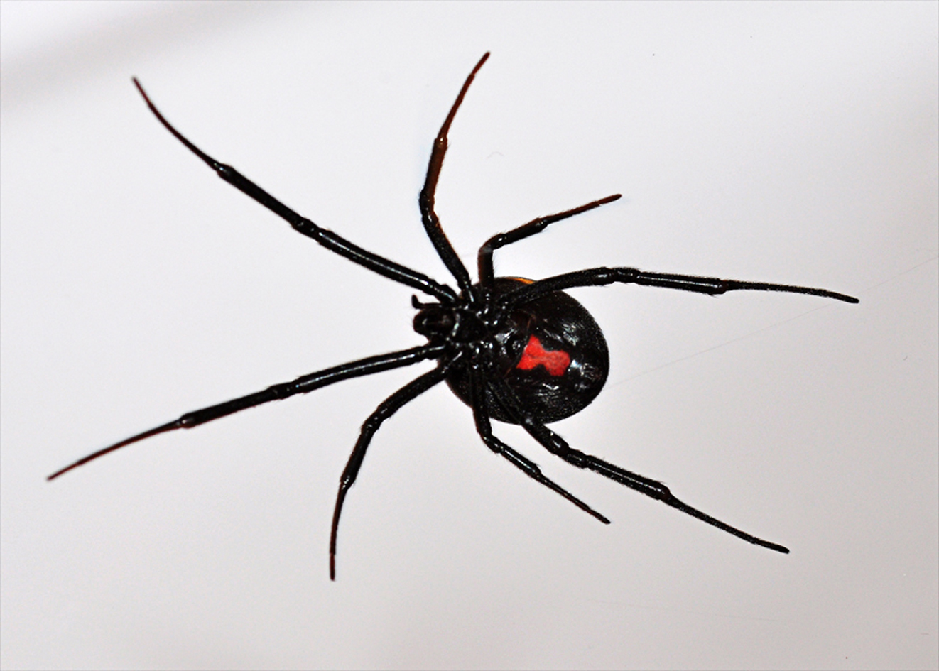 Dream Meaning of A Black Widow Spider