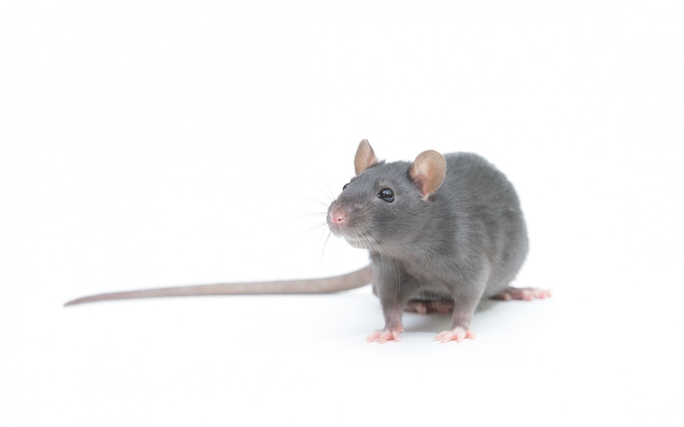Dream Meaning of A Grey Rat