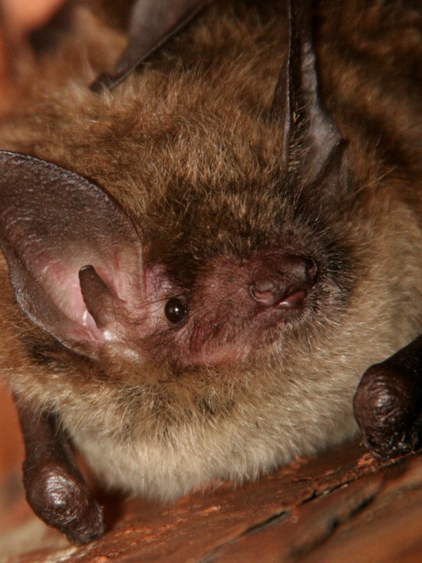 Dream Meaning of A Brown Bat
