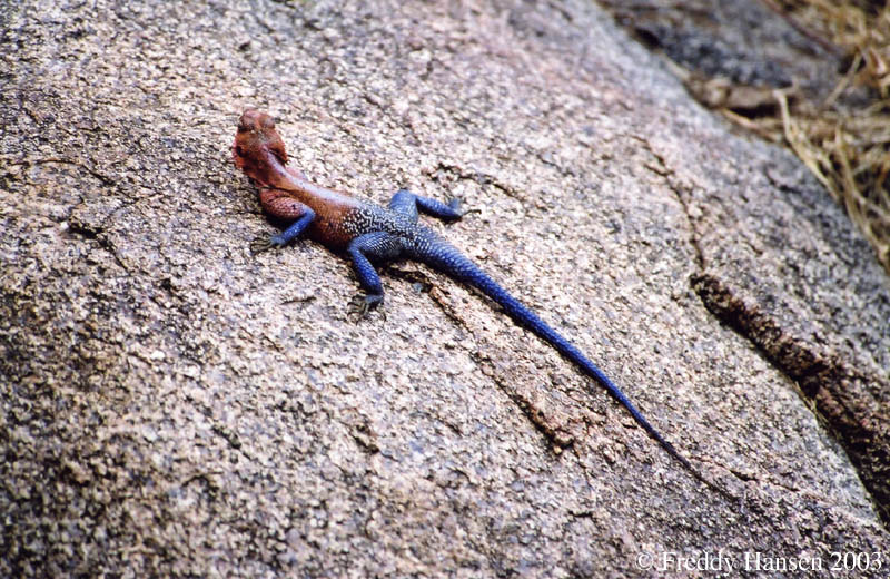 Dream Meaning of A Lizard