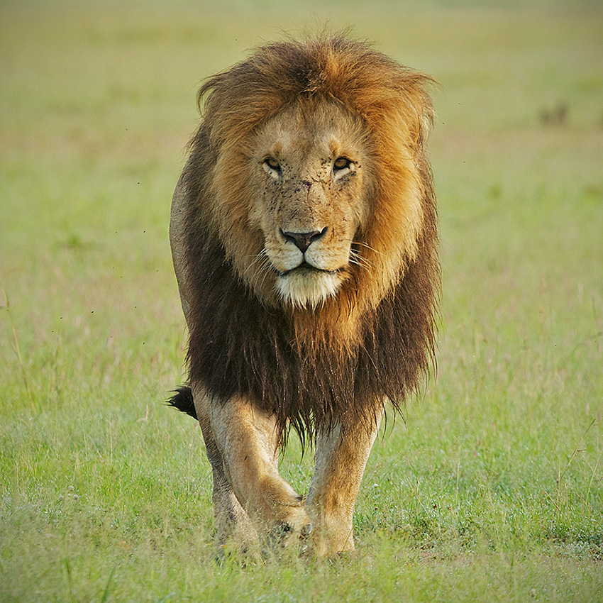 Dream Meaning of A Male Lion