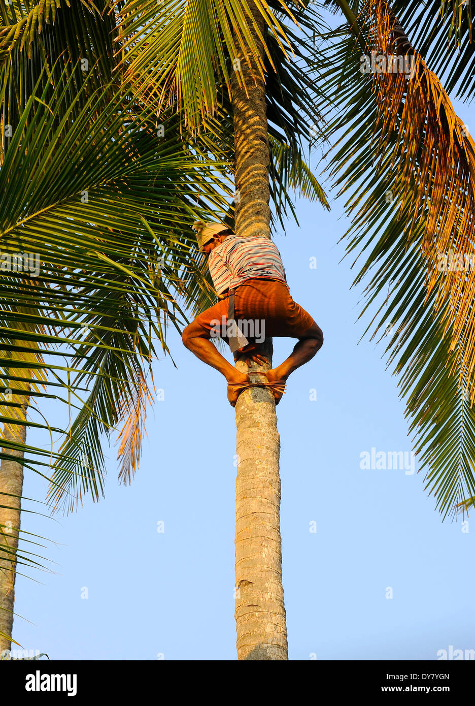 Dream Meaning of Climbing A Coconut Tree
