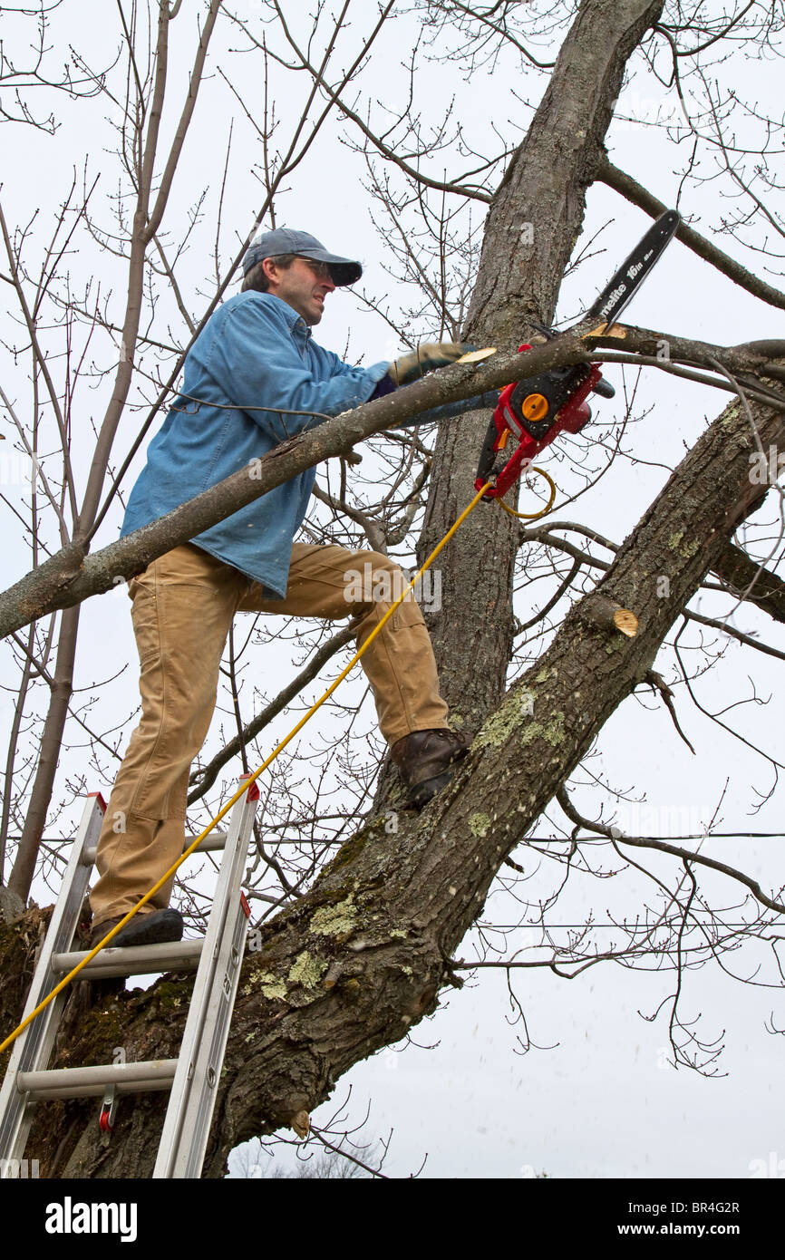 Dream Meaning of Cutting Tree Branches