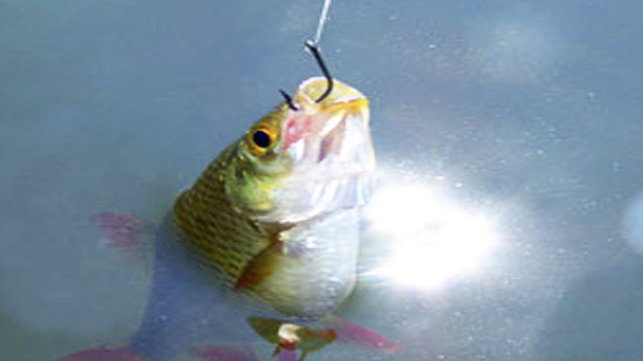 Dream Meaning of Catching Fish With Hook