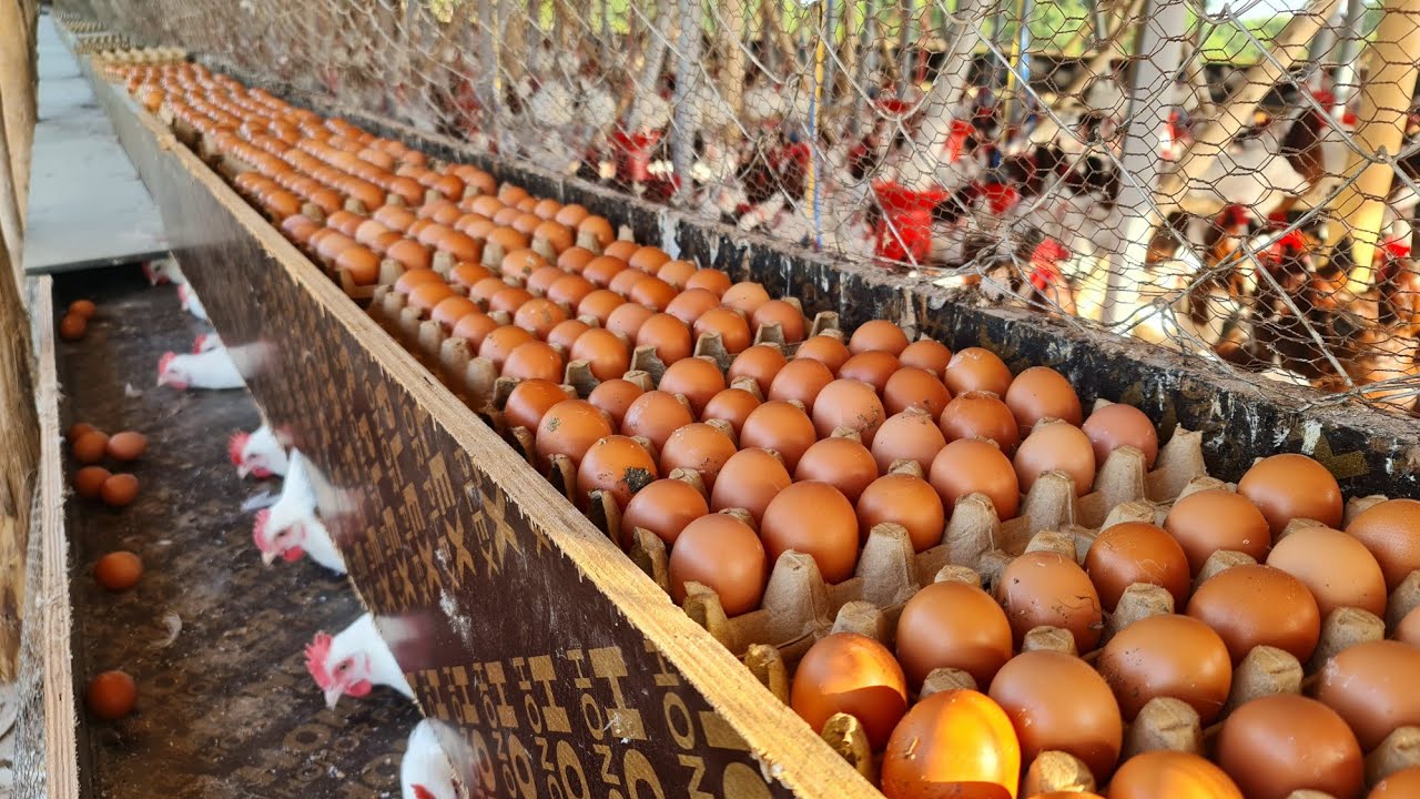 Dream Meaning of Collecting Chicken Eggs
