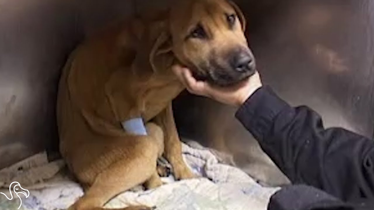 Dream Meaning of Dead Dog Coming Back To Life