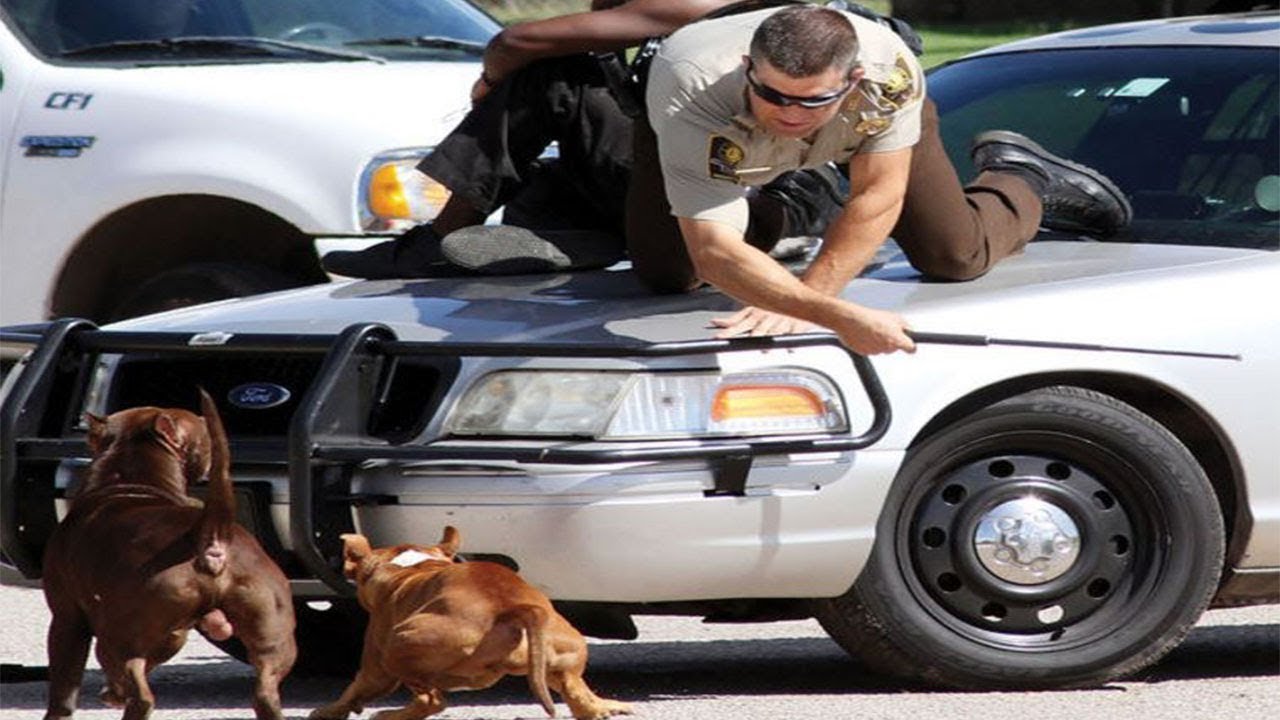 Dream Meaning of Dog Chasing Someone