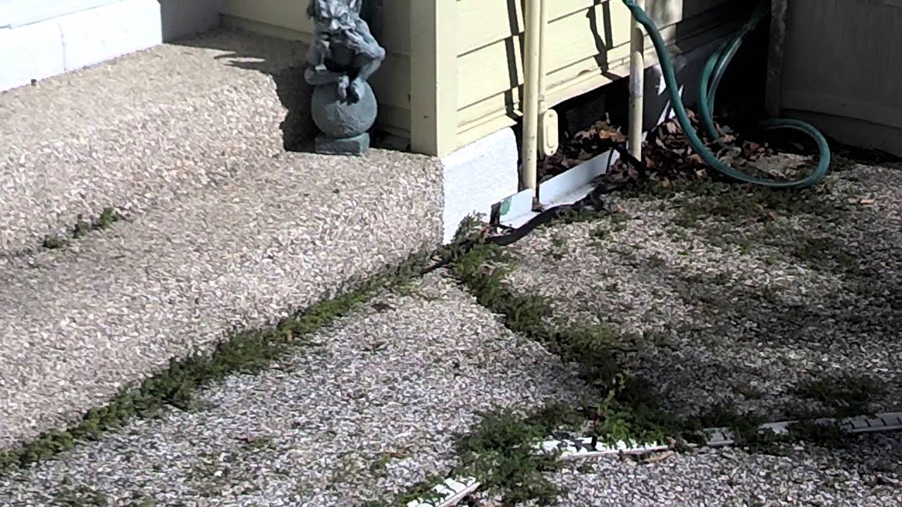 Dream Meaning of Black Snake Chasing