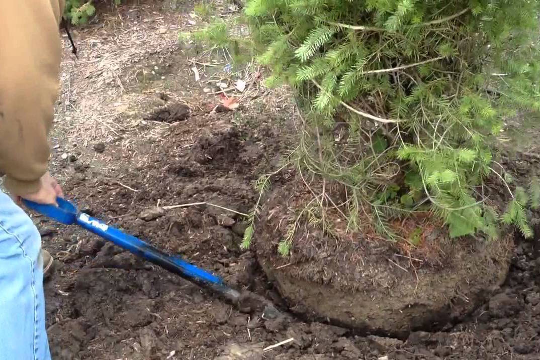 Dream Meaning of Digging Up Plant Roots