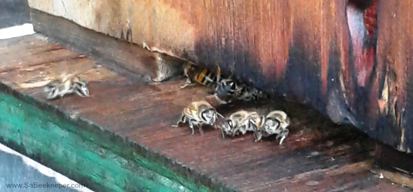 Dream Meaning of Bees Landing On You