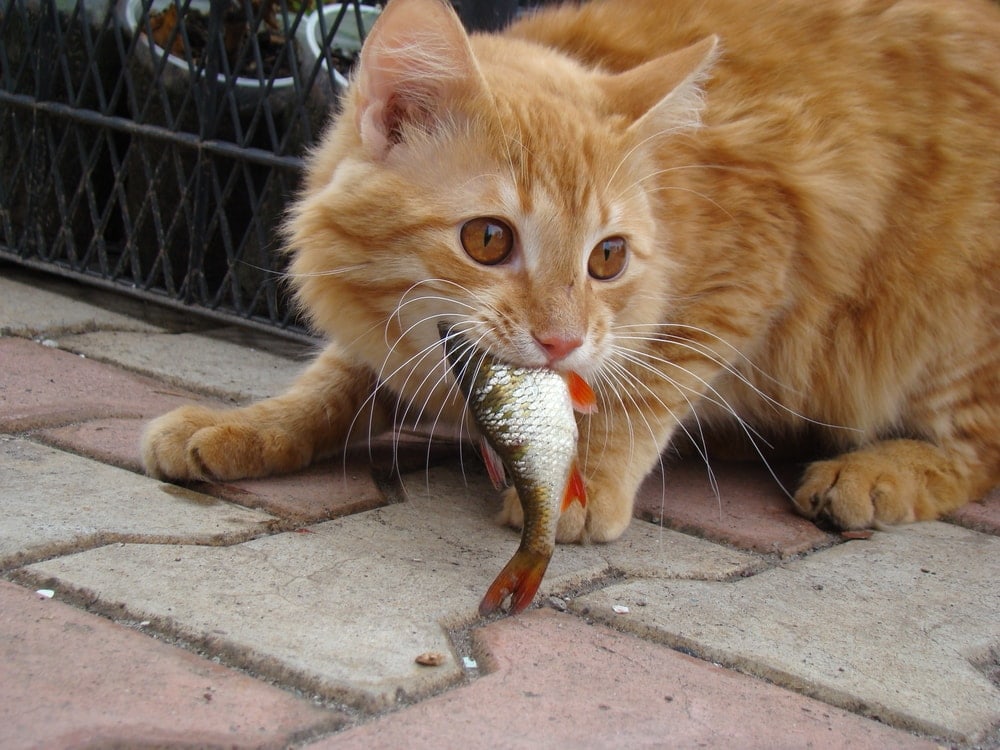Dream Meaning of Cat Eating Fish