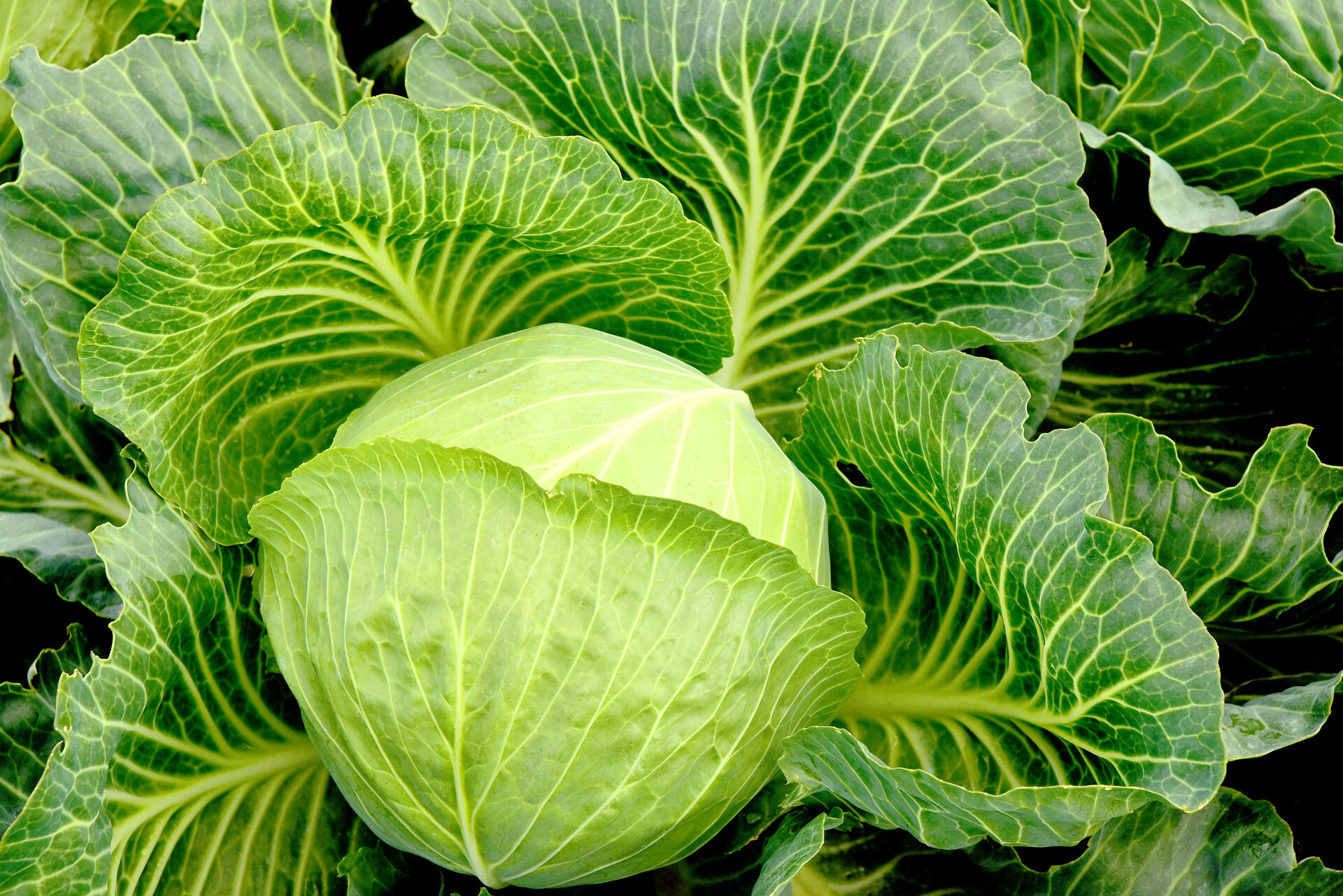 Dream Meaning of Cabbage