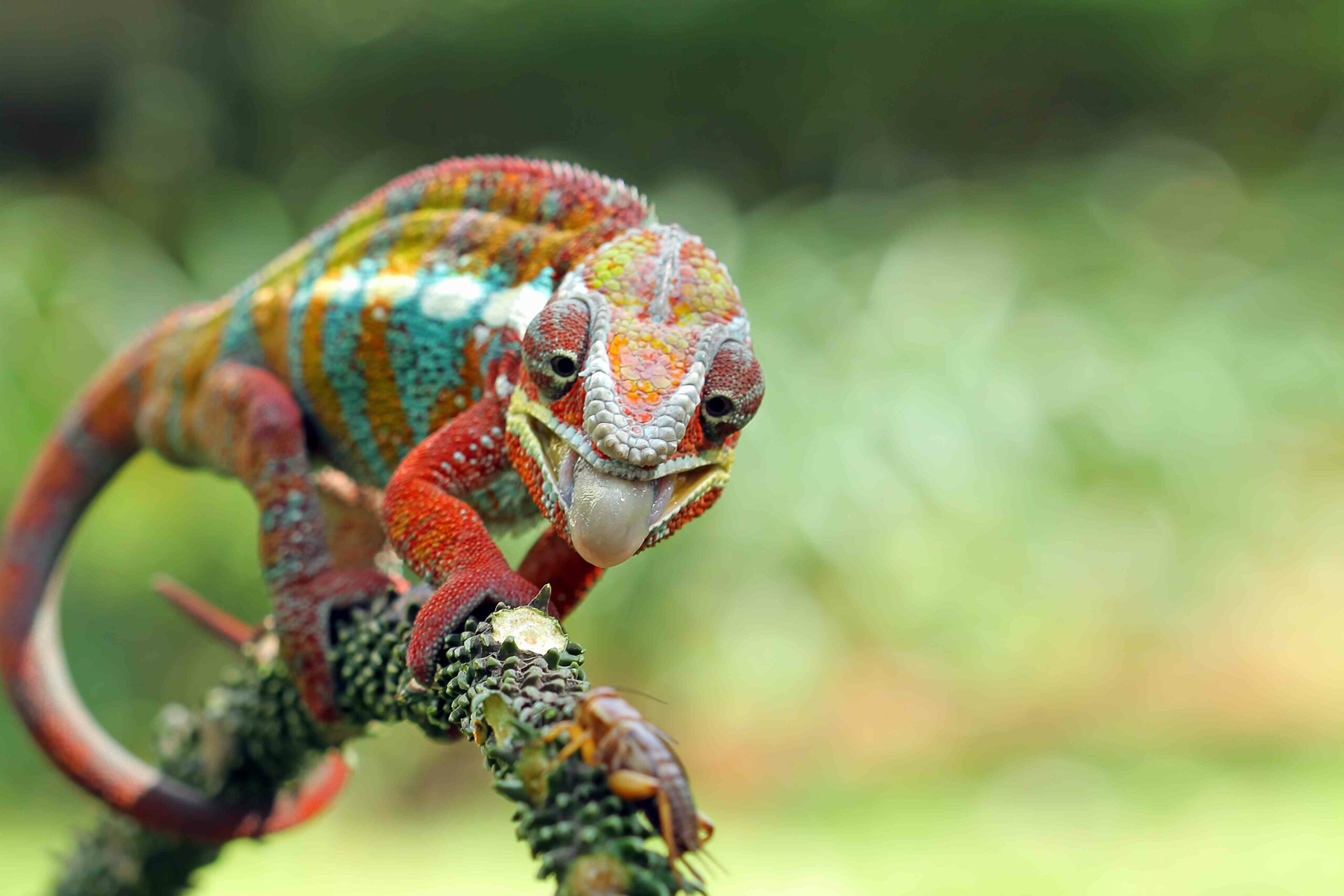 Dream Meaning of Chameleon