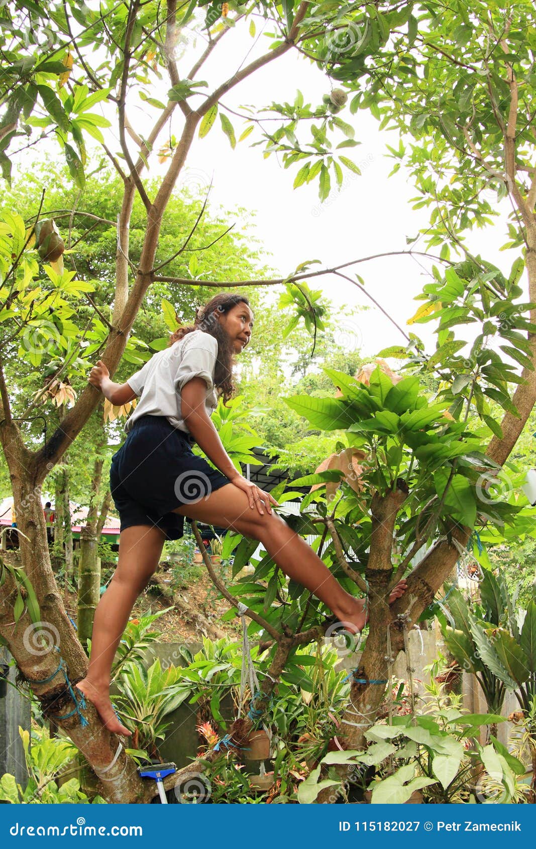 Dream Meaning of Climbing A Mango Tree