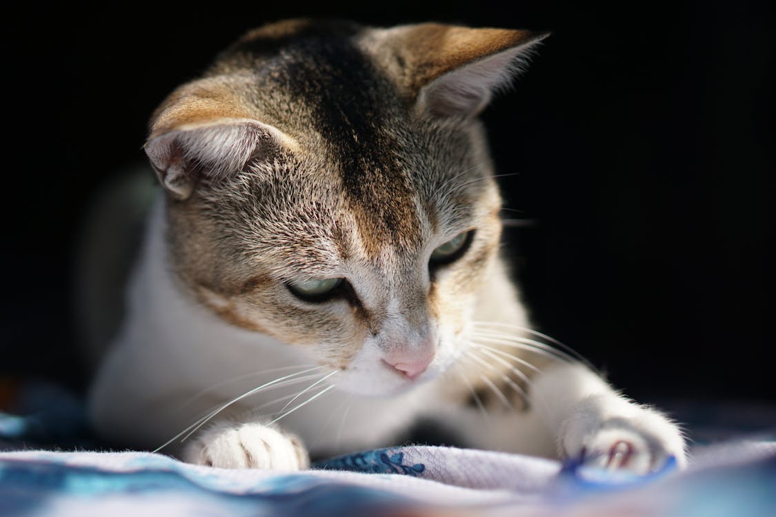 Dream Meaning of A Calico Cat