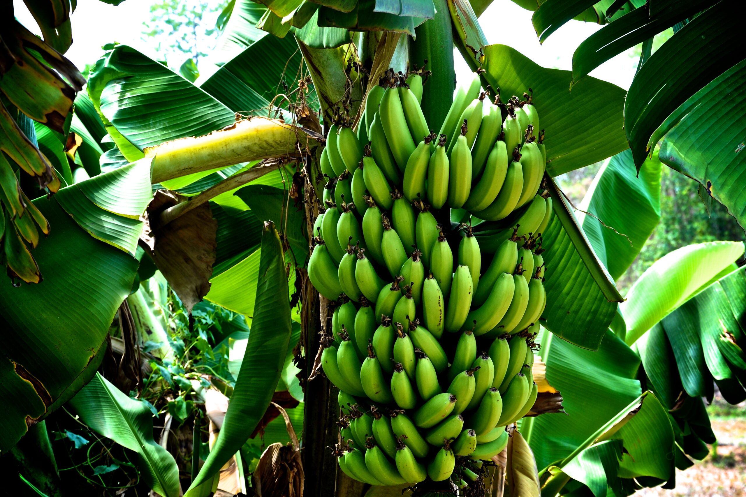 Dream Meaning of Banana Tree