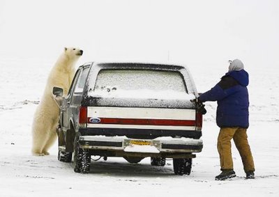 Dream Meaning of Being Chased By A Polar Bear