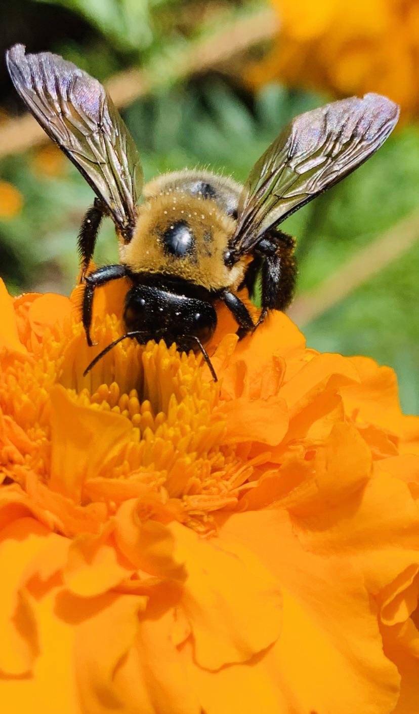 Dream Meaning of A Bee