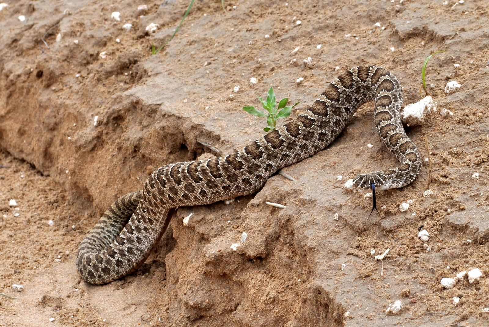 Dream Meaning of A Rattlesnake