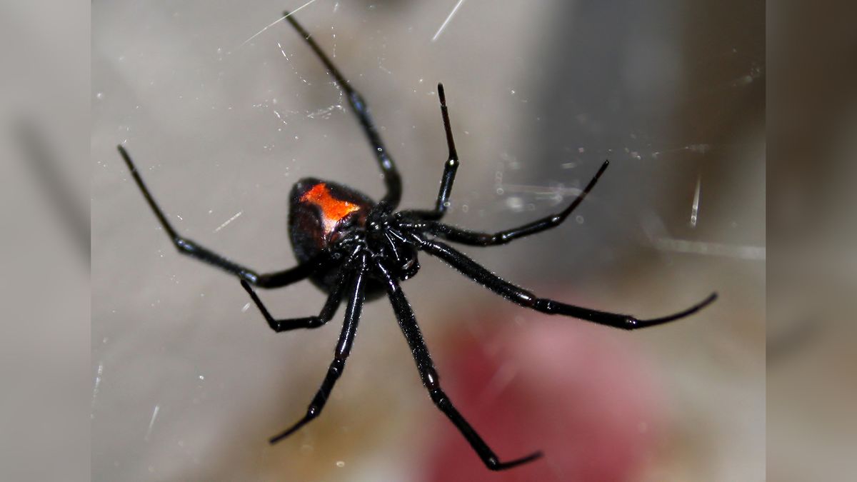 Dream Meaning of Black Widow Spiders Everywhere