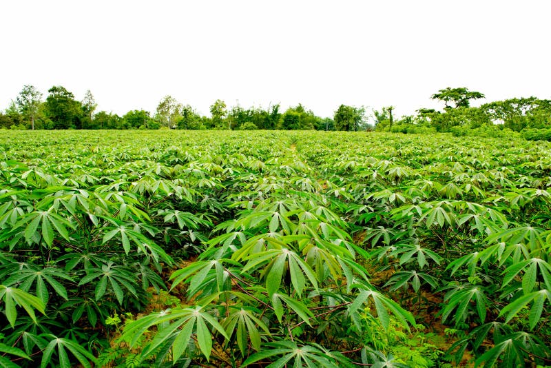 Dream Meaning of Cassava Farm