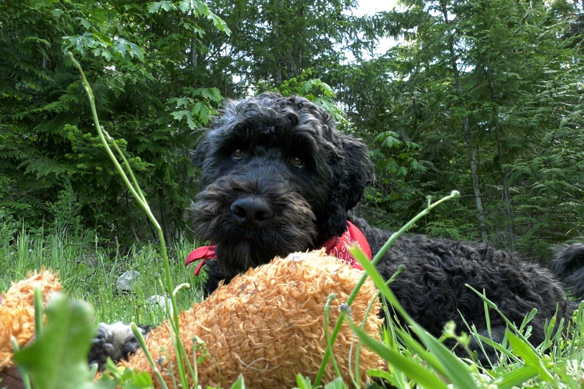 Dream Meaning of A Dog Getting Run Over