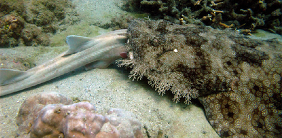 Dream Meaning of A Large Shark Eating Another Shark