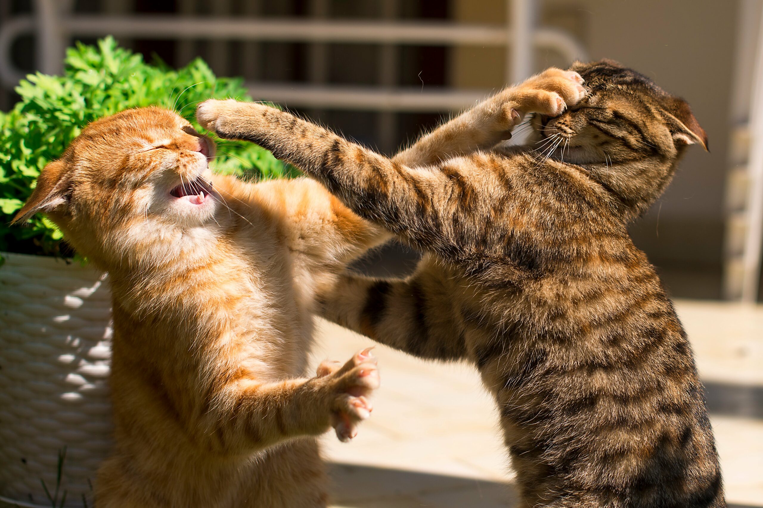 Dream Meaning of Cats Fighting