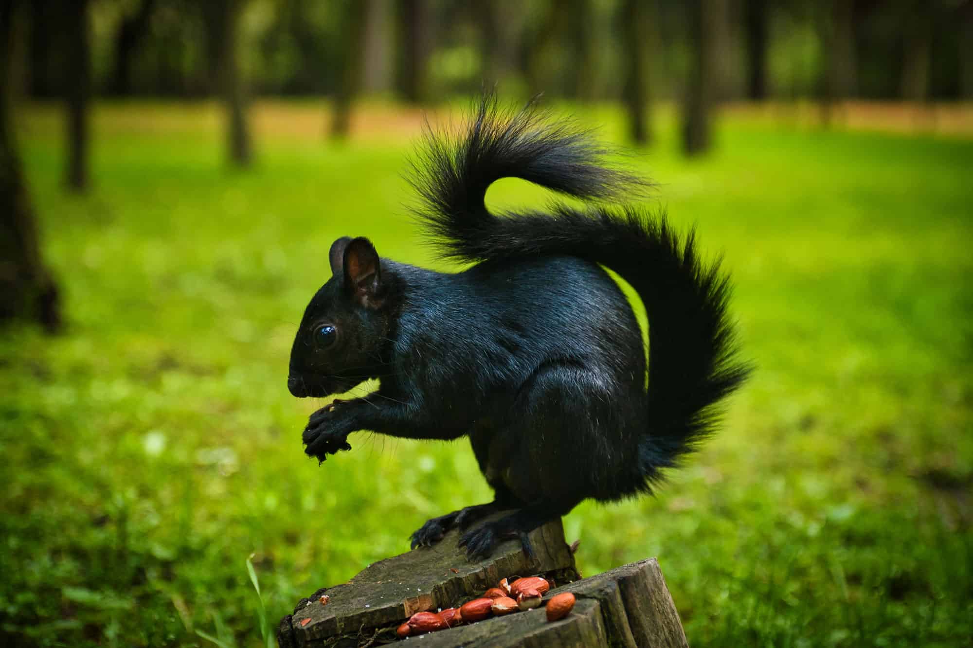 Dream Meaning of Black Squirrel